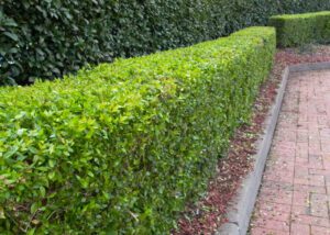 pruned hedges