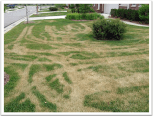 heat tracking on a lawn