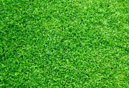 Fertilizer & Weed Control