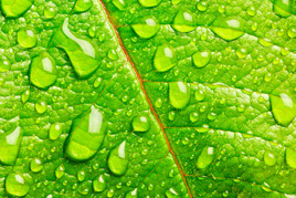 water droplets on leaf